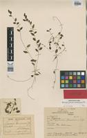 Isotype of Peperomia tenuissima C. DC. [family PIPERACEAE]