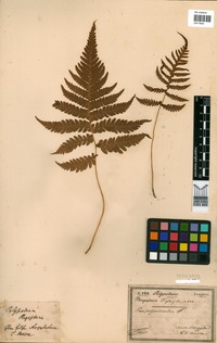 Phegopteris polypodioides Fée [family THELYPTERIDACEAE]