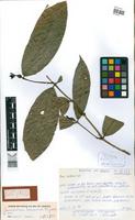 Isotype of Coussarea bocainae M.Gomes [family RUBIACEAE]