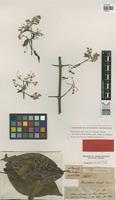 Isotype of Banisteria caapi Spruce ex Griseb. [family MALPIGHIACEAE]
