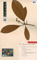 Holotype of Byrsonima discolor Pilger [family MALPIGHIACEAE]