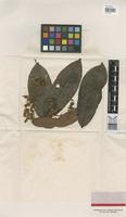 Isolectotype of Caraipa punctulata Ducke [family GUTTIFERAE]