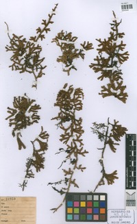 Holotype of Lycopodiella bradei (Herter) B.Ollg. [family LYCOPODIACEAE]