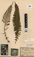 Blechnum australe L. [family BLECHNACEAE]