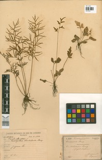 Ceratopteris thalictroides (L.) Brongn. [family PTERIDACEAE]