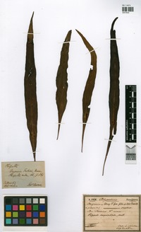 Drynaria fortunei (Kunze ex Mett.) J. Sm. [family POLYPODIACEAE]