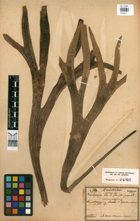 Platycerium alcicorne Desv. [family POLYPODIACEAE]
