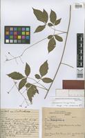 Isotype of Cardiospermum heringeri Ferrucci [family SAPINDACEAE]