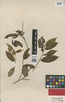 Holotype of Lacistemopsis poculifera Kuhlm. [family LACISTEMATACEAE]