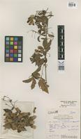 Isotype of Serjania meridionalis Griseb. cuezzoi [family SAPINDACEAE]