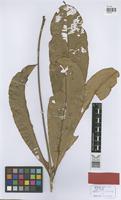 Holotype of Adiscanthus fusciflorus Ducke [family RUTACEAE]