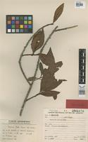 Isotype of Pouteria pullei Eyma [family SAPOTACEAE]