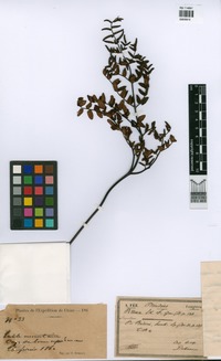 Pellaea boivinii Hook. [family PTERIDACEAE]