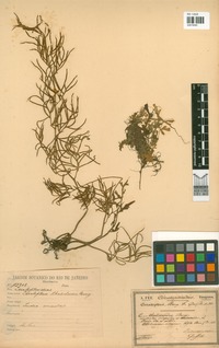 Ceratopteris thalictroides (L.) Brongn. [family PTERIDACEAE]