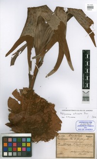 Platycerium alcicorne Desv. [family POLYPODIACEAE]
