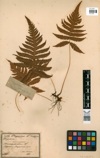 Phegopteris polypodioides Fée [family THELYPTERIDACEAE]