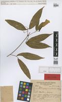 Holotype of Anemopaegma umbellatum A.Sampaio [family BIGNONIACEAE]