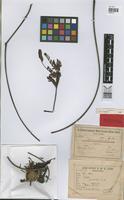 Syntype of Parkia paraensis Ducke [family LEGUMINOSAE]