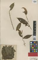 Holotype of Lacistemopsis poculifera Kuhlm. [family LACISTEMATACEAE]