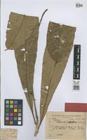 Holotype of Adiscanthus fusciflorus Ducke [family RUTACEAE]