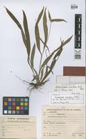 Isotype of Dichromena montana Uittien [family CYPERACEAE]