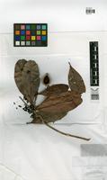 Isotype of Wallacea riparia Gleason & A.C.Sm. [family OCHNACEAE]