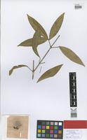 Holotype of Anemopaegma umbellatum A Sampaio [family BIGNONIACEAE]