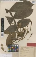Syntype of Inga calantha Ducke [family LEGUMINOSAE]