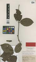 Isotype of Banisteriopsis inebrians C.V.Morton [family MALPIGHIACEAE]
