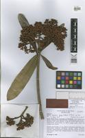 Isotype of Hortia oreadica Groppo, Kallunki & Pirani [family RUTACEAE]