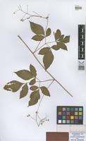 Isotype of Cordiospermum heringeri Ferrucci [family SAPINDACEAE]