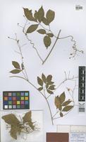 Isotype of Cordiospermum heringeri Ferrucci [family SAPINDACEAE]