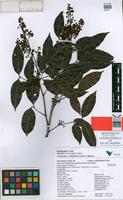 Isotype of Melicoccus espiritosantensis Acev.-Rodr. [family SAPINDACEAE]