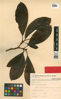 Holotype of Byrsonima discolor Pilger [family MALPIGHIACEAE]