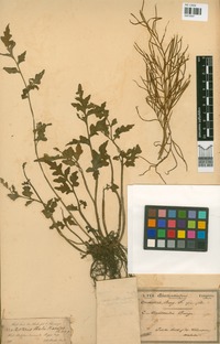Ceratopteris thalictroides (L.) Brongn. [family PTERIDACEAE]