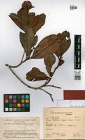 Isotype of Wallacea riparia Gleason & A.C.Sm. [family OCHNACEAE]