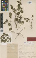 Holotype of Peperomia rizzini Yunck. [family PIPERACEAE]