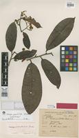 Isolectotype of Caraipa punctulata Ducke [family GUTTIFERAE]