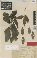 Holotype of Lacistemopsis poculifera Kuhlm. [family LACISTEMATACEAE]