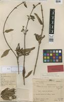 Holotype of Tibouchina edmundoi Brade [family MELASTOMATACEAE]