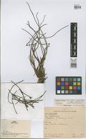Isotype of Isoetes smithii H.P.Fuchs in Reitz [family PTERIDOPHYTA]