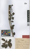 Syntype of Magdalenaea limae Brade [family SCROPHULARIACEAE]
