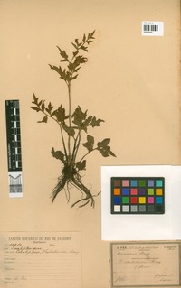 Ceratopteris thalictroides (L.) Brongn. [family PTERIDACEAE]