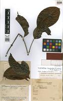 Holotype of Diplopterys krukoffii (B. Gates) W.R. Anderson & C. Davis [family MALPIGHIACEAE]