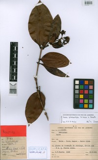 Holotype of Ixora pilosostyla Di Maio & Peixoto [family RUBIACEAE]