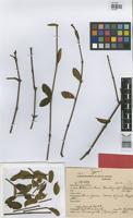 Holotype of Alternanthera markgrafii Suess. [family AMARANTHACEAE]