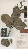 Isotype of Acioa edulis Prance [family CHRYSOBALANACEAE]