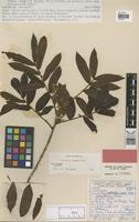 Holotype of Trichilia ramalhoi Rizzini [family MELIACEAE]