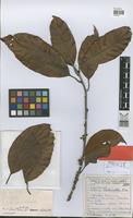 Holotype of Pouteria coelomatica Rizzini [family SAPOTACEAE]