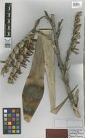 Holotype of Vriesea revoluta B.R. Silva [family BROMELIACEAE]
